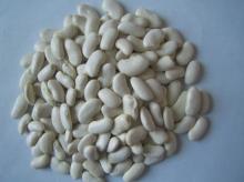 large white kidney bean
