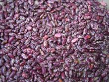 Purple Speckled Kidney Beans new crop
