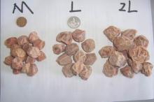 dried  plum s(Salted)