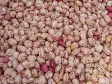 Light Speckled Kidney Beans, oval shape