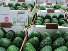 AVOCADO HASS