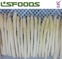 new crop frozen white asparagus