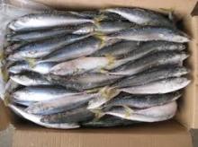 frozen sardine for bait