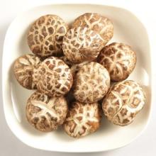 Dried Flower Mushroom