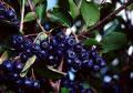  Aronia  Powder, Extract