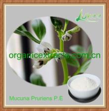 99% L-dopa Mucuna Pruriens P.E for Parkinson's disease
