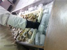 frozen falf shell  oyster 