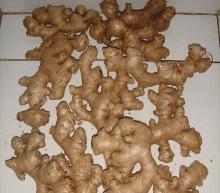 Fresh  Ginger , Dry   Ginger ,Air  Dry   Ginger 