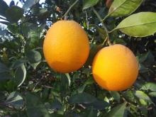 Egyptian Orange