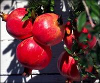 Fresh Pomegranate