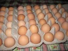 Fresh Table Chicken Eggs