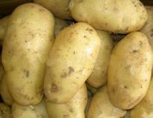Fresh and Natural Potato