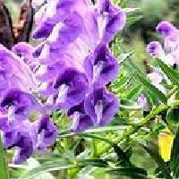 Scutellaria Root Extract (Baicalin)
