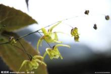  Epimedium  Extract ( Icariin )