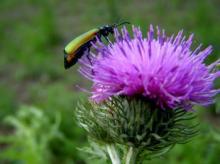 Milk Thistle Extract ( Silymarin ,  Silybin )
