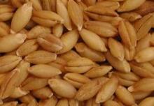 feed barley