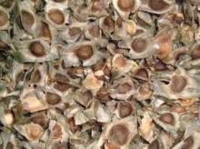 Moringa Seeds