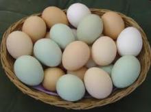 Chicken Fresh Eggs