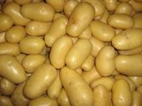 Fresh Potatoes and other for sales