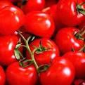 fresh tomatoes