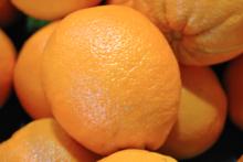 FRESH NAVAL ORANGES FROM SOUTH AFRICA