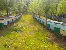 Natural polyflora HONEY BEE