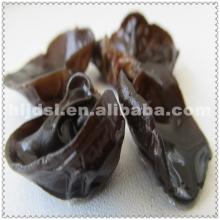 Black Fungus