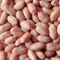 we sell pea nuts ,and betal nuts