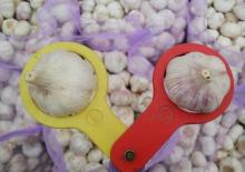 Chinese fresh new garlic