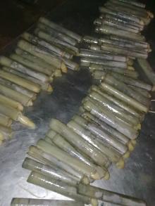 JACK KNIFE CLAM,