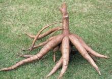(Waxed)root  Cassava ,  Cassava  root , Fresh   Cassava  Yuca