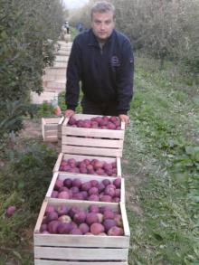 Apples( Red Delicious, Golden Delicious, Fuji, Gala apples)