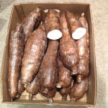 Cassava