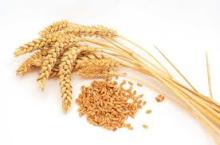  WHEAT   FLOUR  OF FIRST CLASS