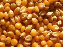 White and Yellow Corn