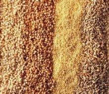 Barley For Sale