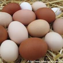 Chicken White and Brown Eggs