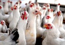 Chicken Broilers