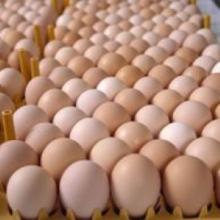 Fresh Brown & White Table eggs