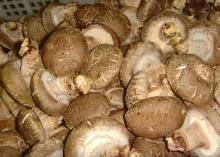  Fresh   Shiitake   Mushroom 