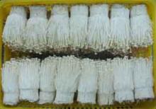 Fresh Enoki Mushroom