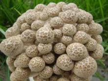 Fresh Brown Shimeji Mushroom