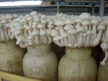 Fresh White Shimeji Mushroom