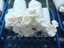 Fresh Oyster Mushroom