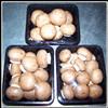 Fresh Portabella Mushroom
