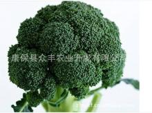 Broccoli 2