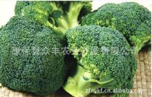 Broccoli 1