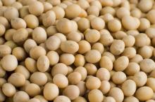 Crude Soyabean Oil