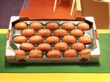 29x49cm High Quality Plastic Kiwi Packaging Tray