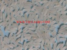 Fragrant Jasmine Rice